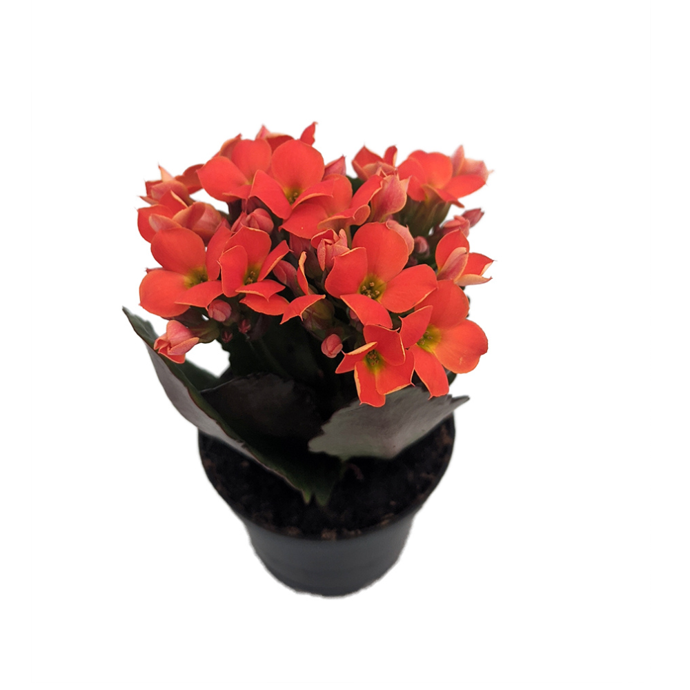 Orange Kalanchoe - 2.5" Pot - In Bud and Bloom / Easy House Plant