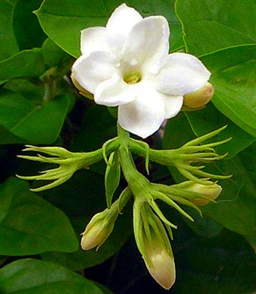 Ohio Grown Arabian Tea Jasmine Plant - Maid of Orleans - 4 Pot