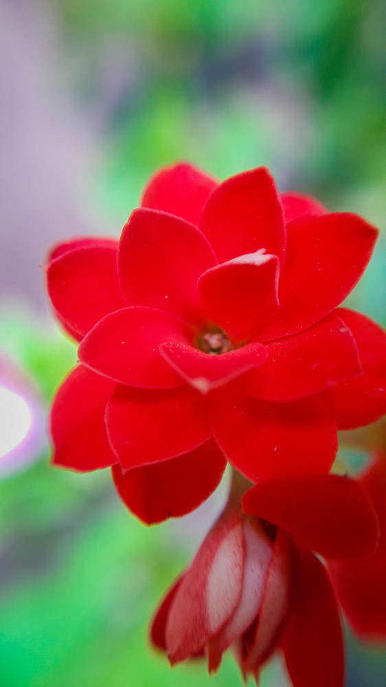 Red Kalanchoe - 2.5" Pot - In Bud and Bloom / Easy House Plant
