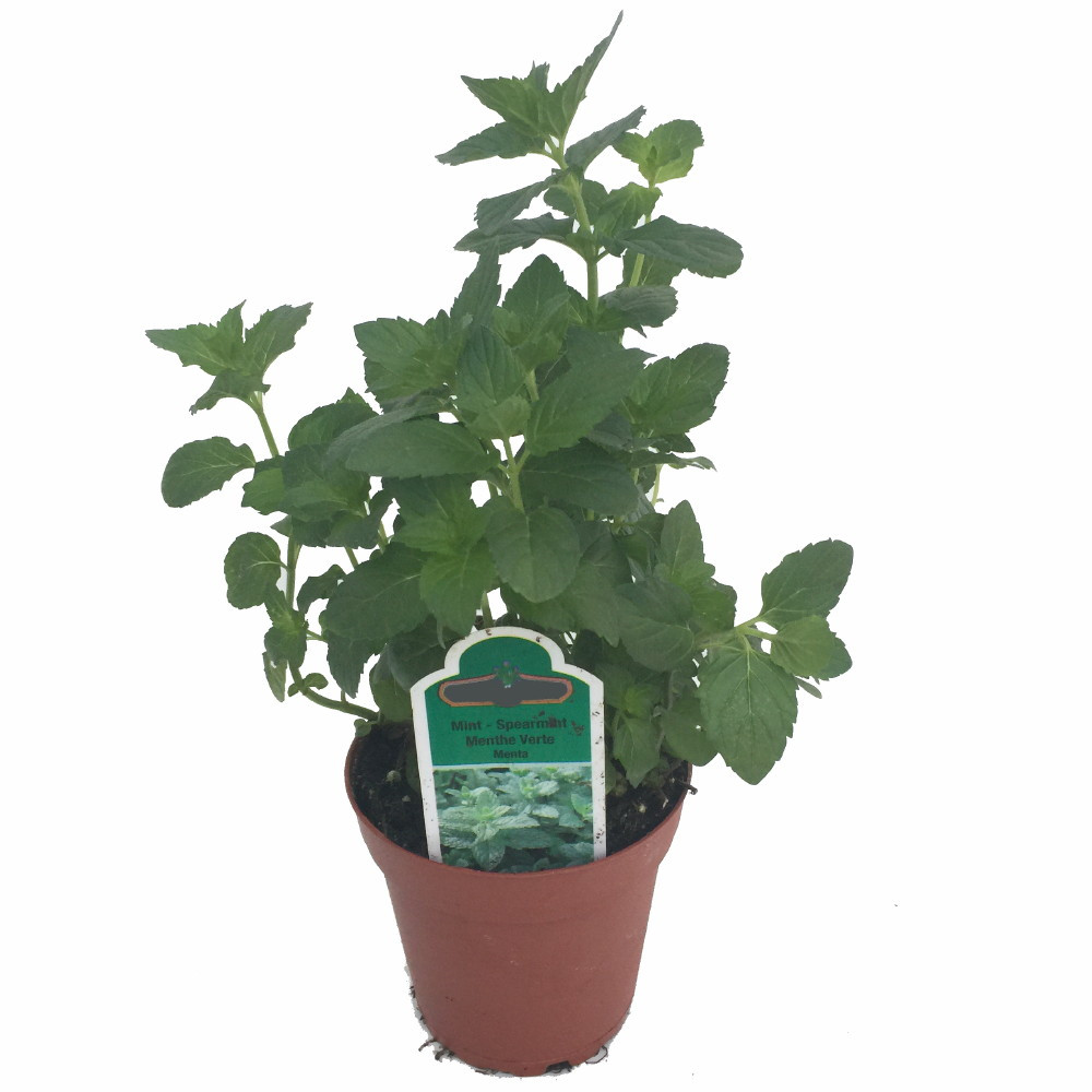 Organic Spearmint Herb Plant - Good Scents - Mentha - 4.5" Pot - Live Plant