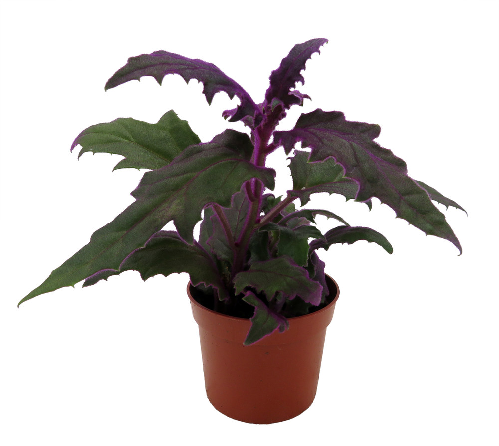 Purple Passion Plant - 2.5" Pot - Gynura - Indoors