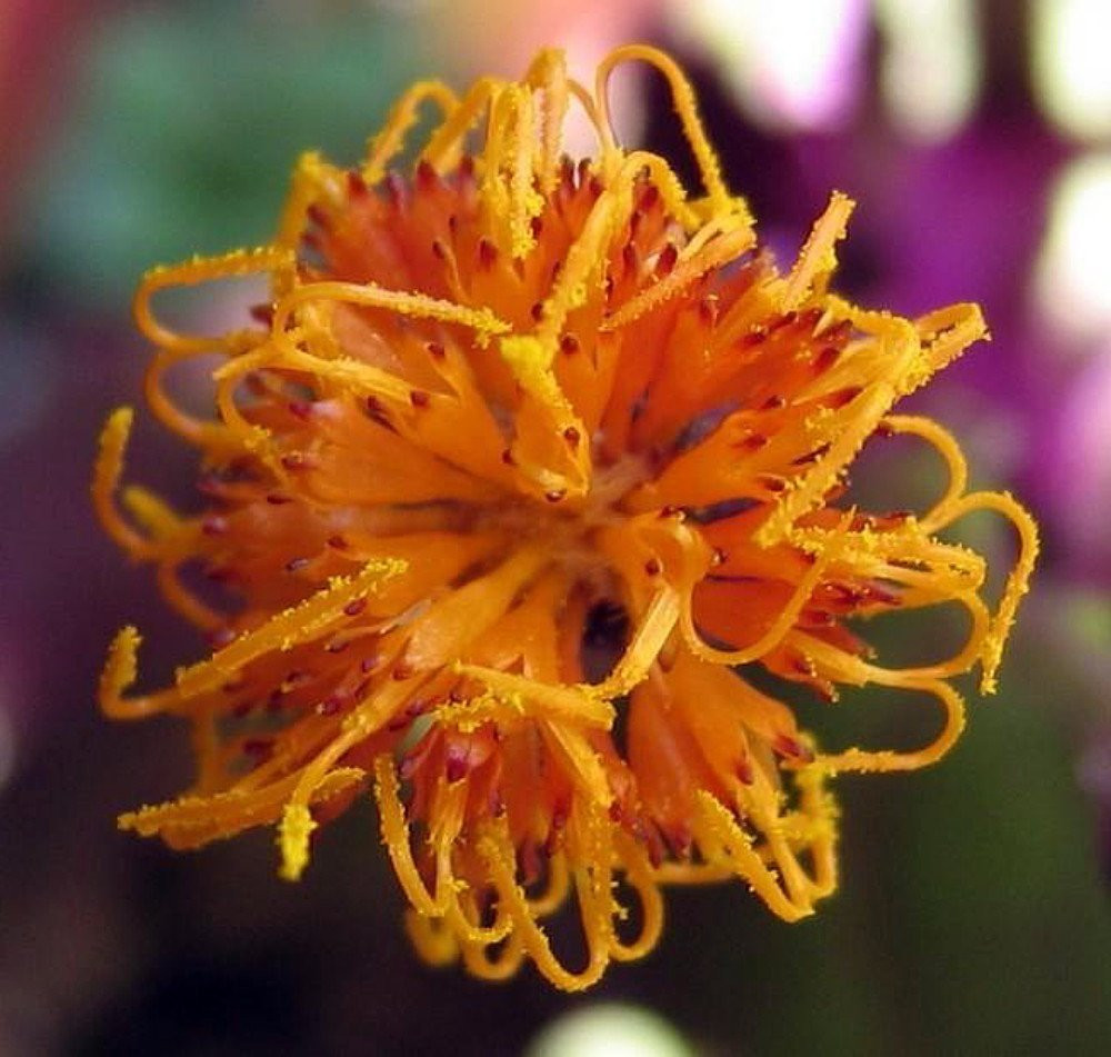 Purple Passion Plant - 2.5" Pot - Gynura - Indoors