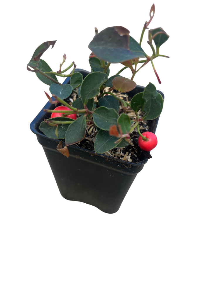 Cherry Berries Wintergreen Plant- Gaultheria -Teaberry- Aromatic Leaves-2.5" Pot