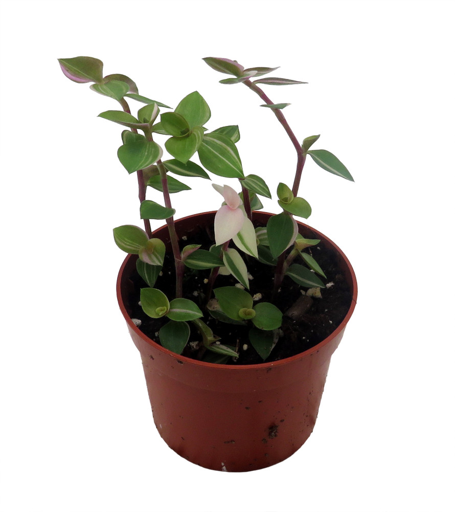 Bolivian Pink Jewel -Turtle Vine - Inch Plant - Callisia Repens Var. - 2.5" Pot