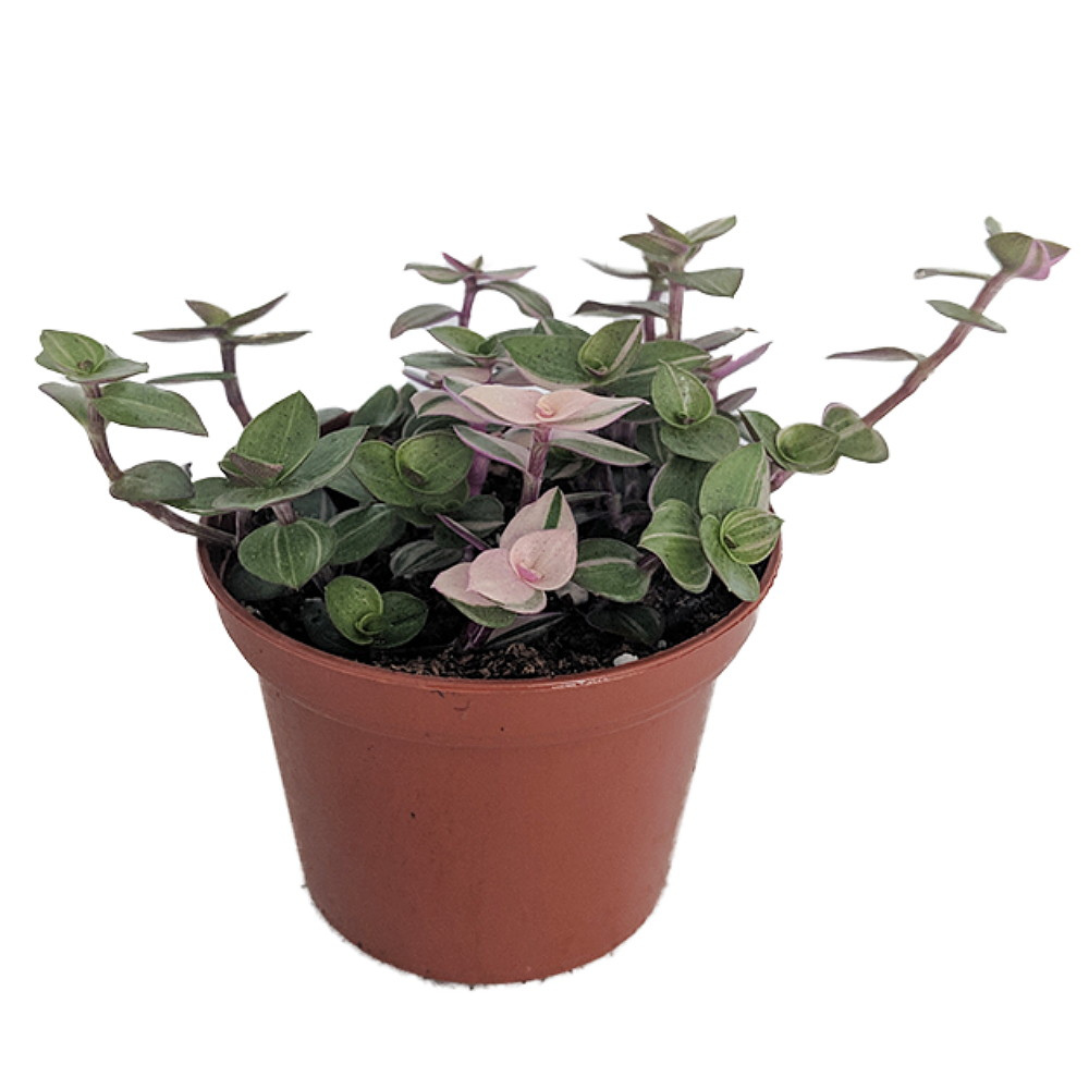 Bolivian Pink Jewel -Turtle Vine - Inch Plant - Callisia Repens Var. - 2.5" Pot