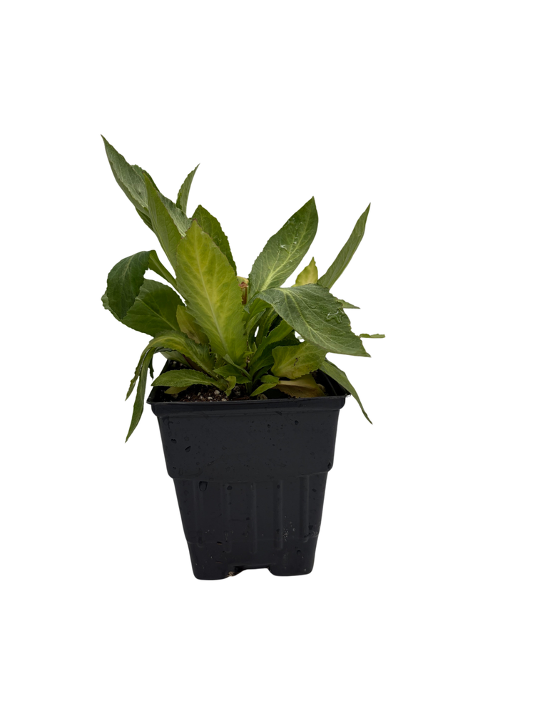 Starship™ Blue Perennial Plant - Lobelia - Quart Pot