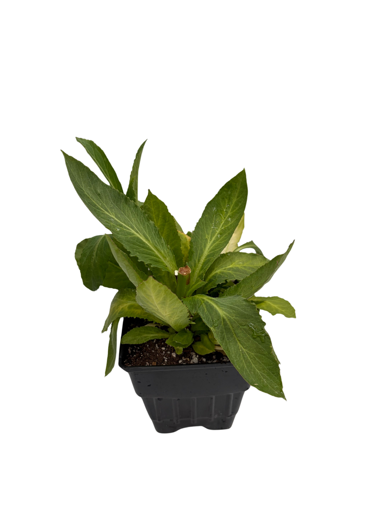 Starship™ Blue Perennial Plant - Lobelia - Quart Pot