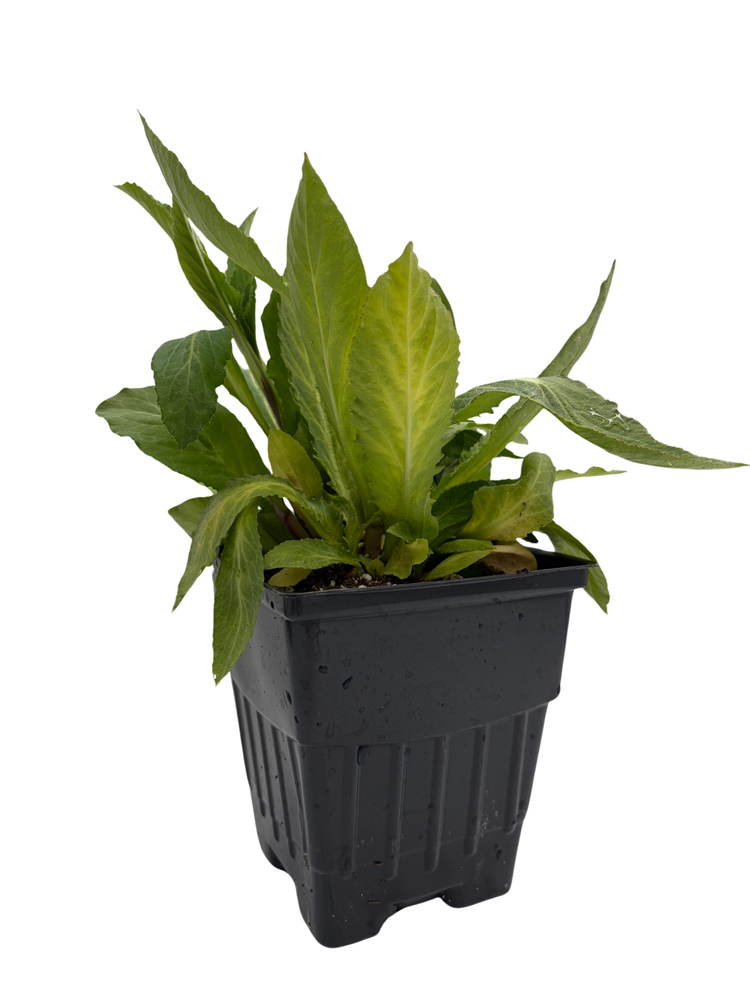 Starship™ Blue Perennial Plant - Lobelia - Quart Pot