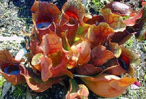Carnivorous Purple Pitcher Plant - Sarracenia purpurea - 3" Pot