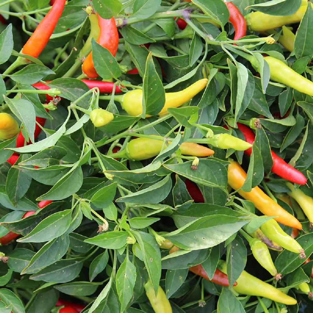 Red Hot Chili Pepper - 20 Seeds - Hirt's Gardens