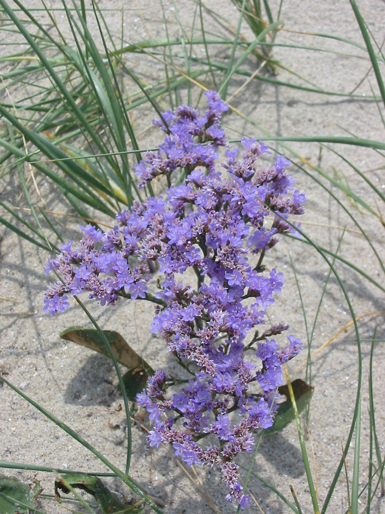 Sea Lavender - 50 Seeds - Limonium latifolium