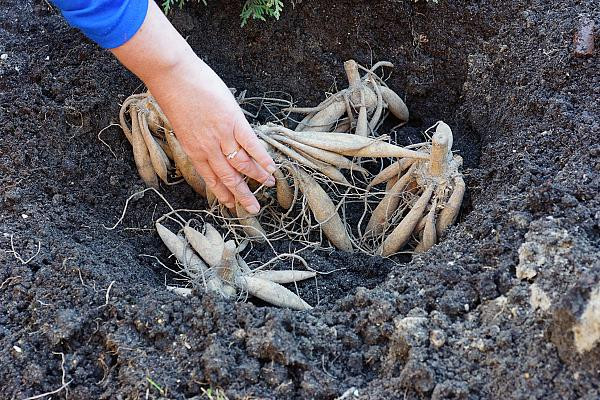 Bloody Mary Dahlia Seeds - 50 Seeds