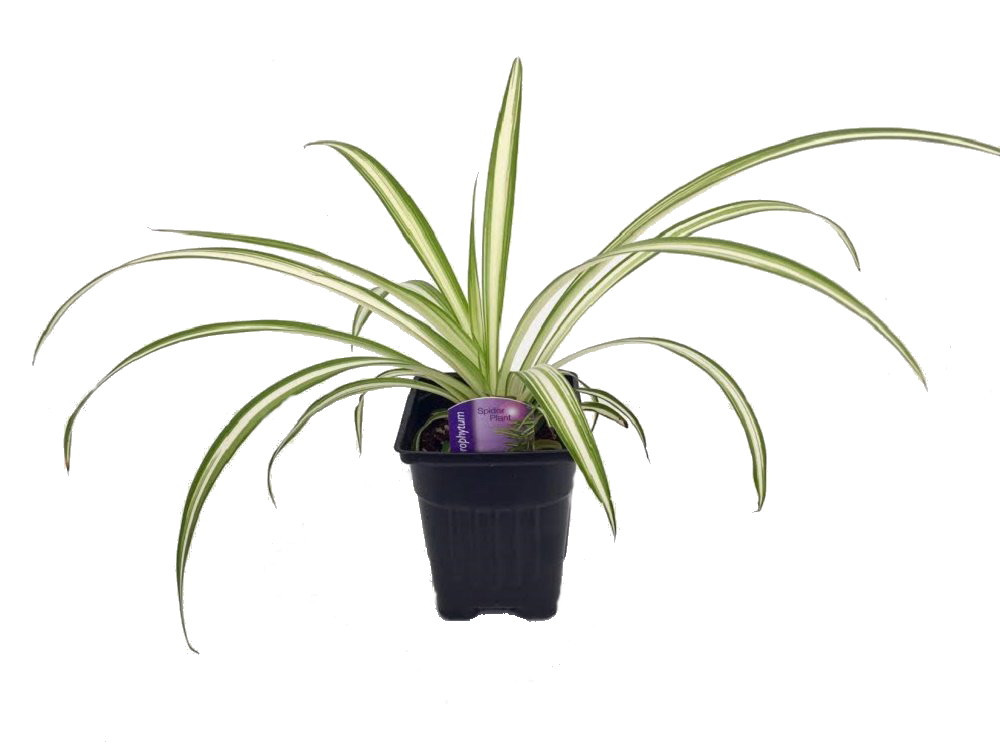 Hirt's Ocean Spider Plant - Easy to Grow - Cleans the Air - NEW - 3.5" Pot