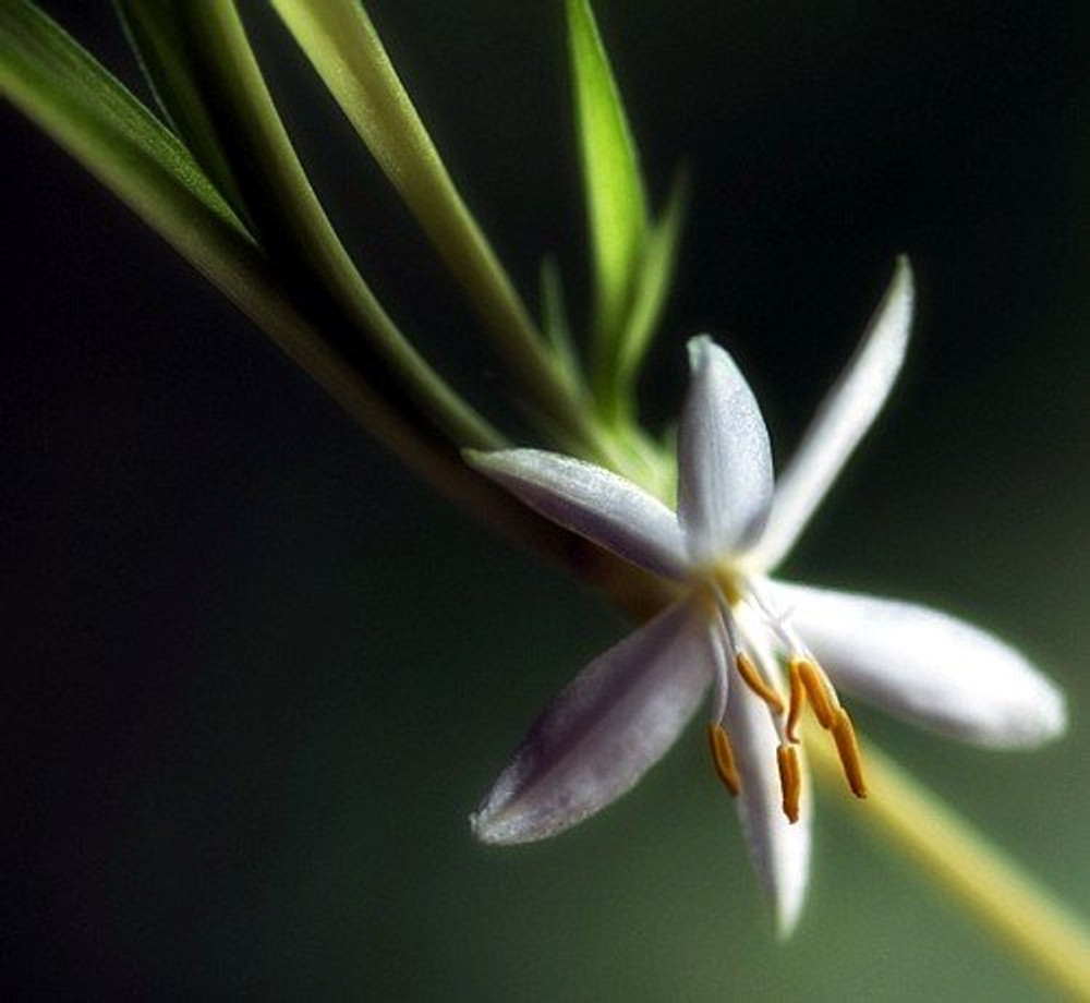 spider plant flower