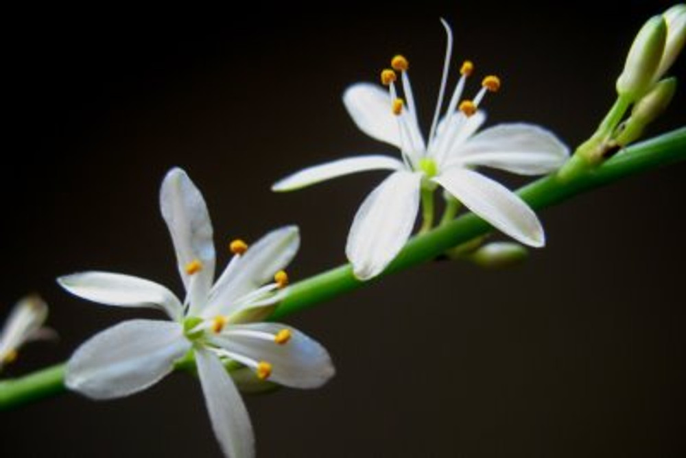 Spider Plant, Hahira Nursery