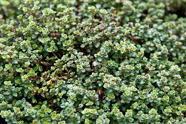 Wine & Roses Thyme - 2.5" Pot - Herb, House Plant, Fairy Garden Plant, Outdoors