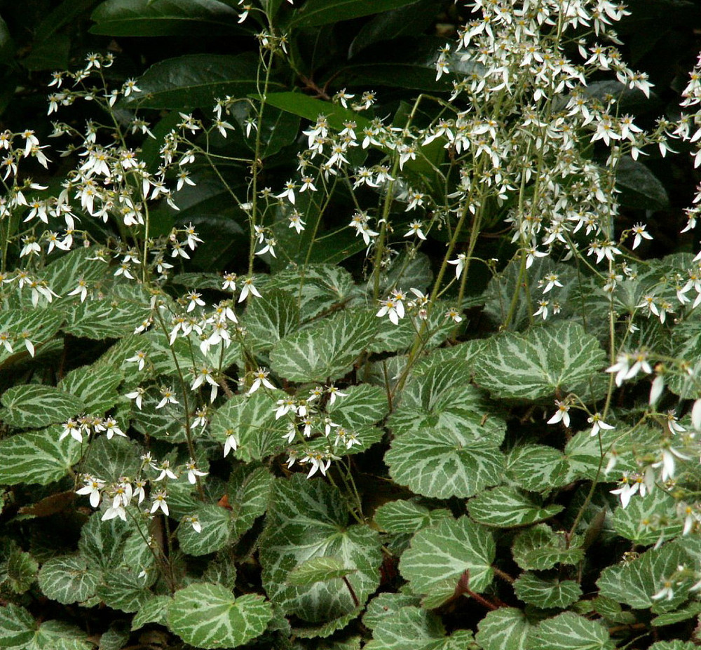 Strawberry Begonia Plant - 4" Pot - Saxifraga - Easy House Plant