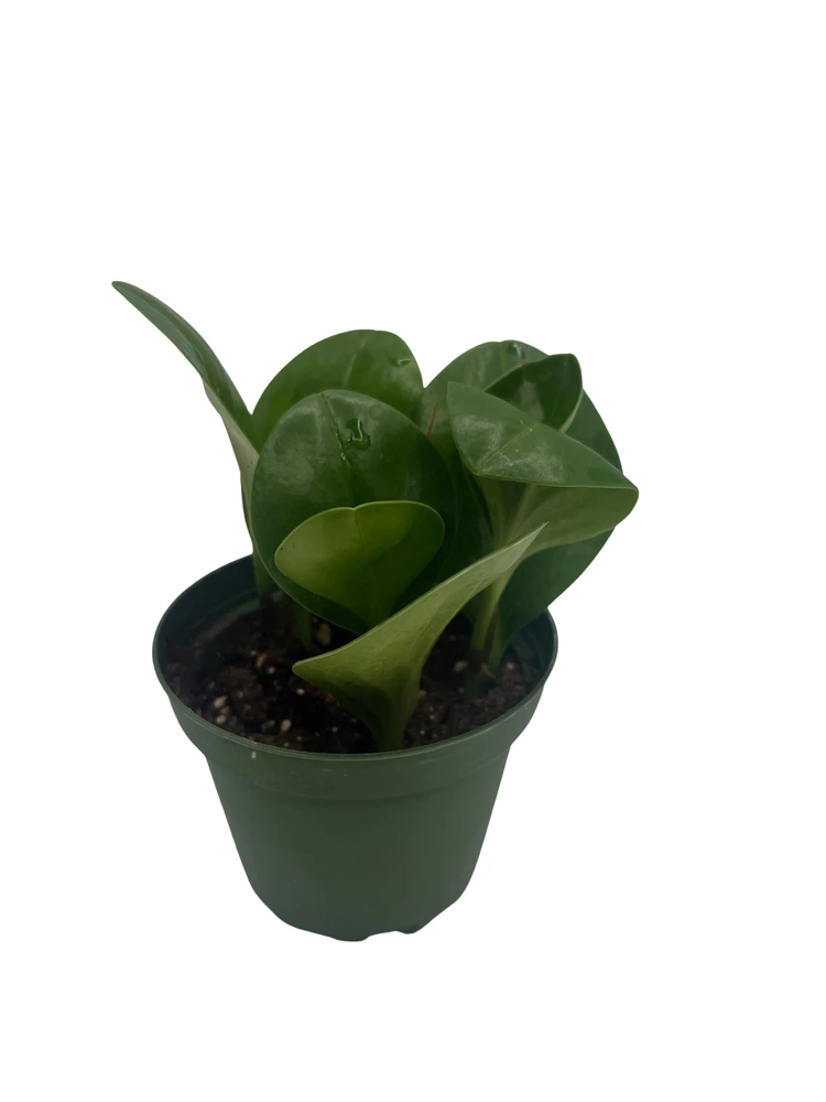 Green Baby Rubber Tree - Peperomia obtusifolia - 4" Pot