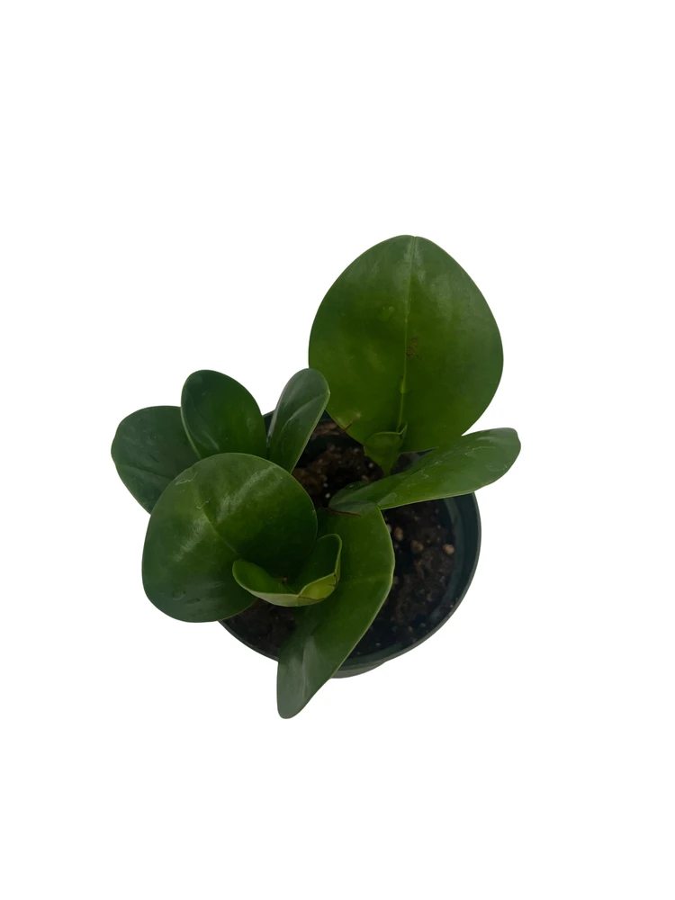 Green Baby Rubber Tree - Peperomia obtusifolia - 4" Pot