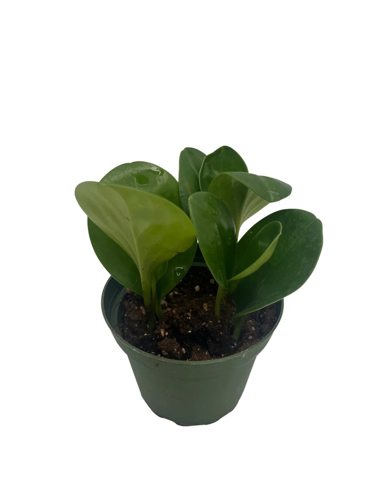 Green Baby Rubber Tree - Peperomia obtusifolia - 4" Pot
