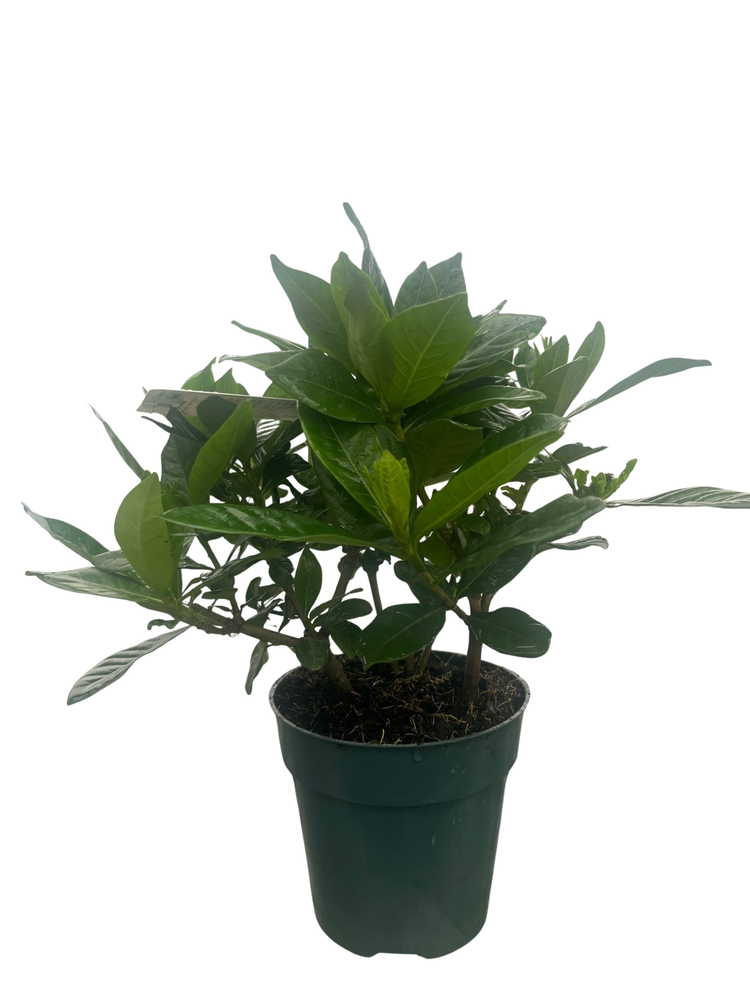 Corsage Gardenia Plant - Gardenia jasminoides - 4" Pot