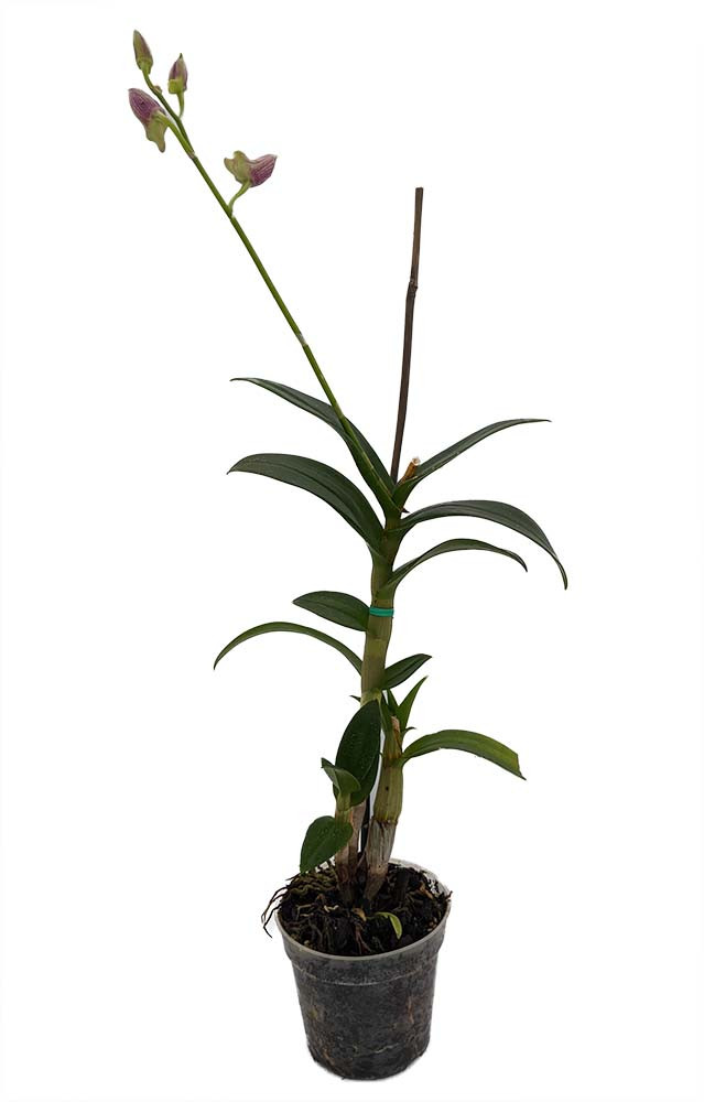 Dendrobium Orchid - 4" Pot - Assorted Colors