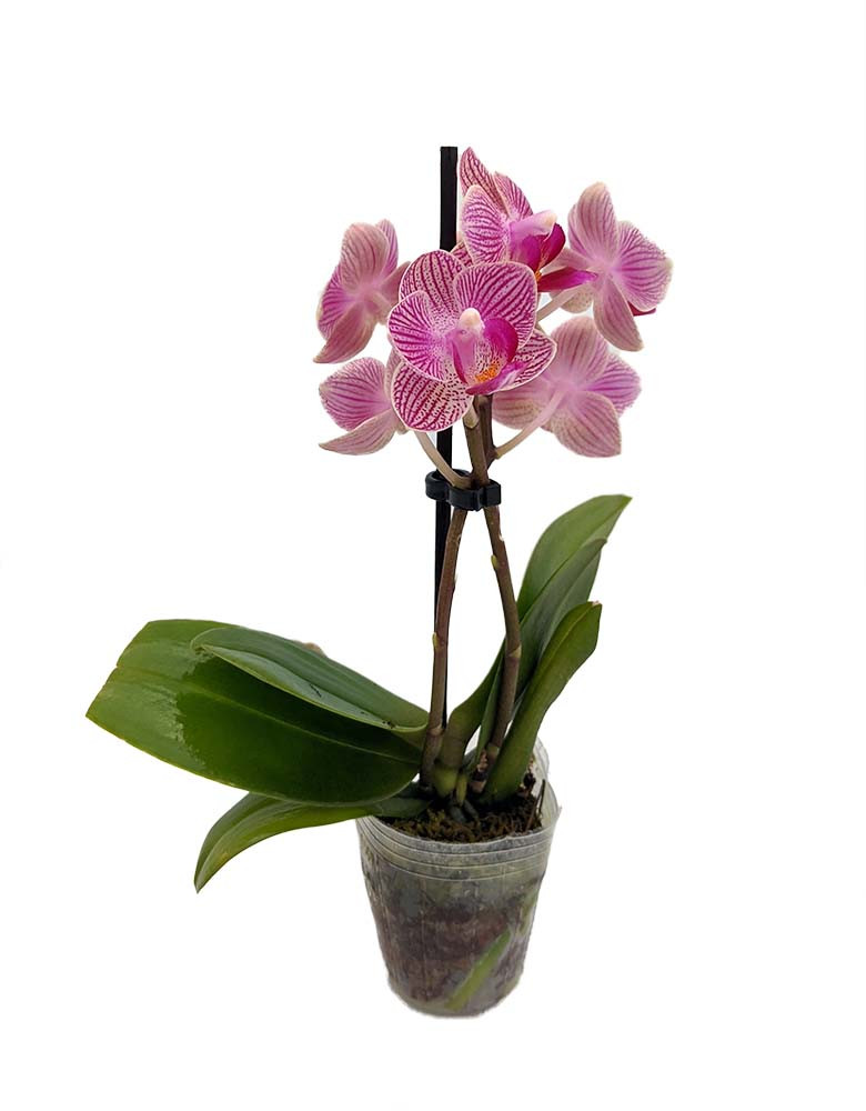 Surprise Moth Orchid Plant - Phalaenopsis - 2" Pot - Easy House Plant