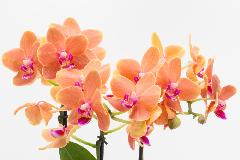 Surprise Moth Orchid Plant - Phalaenopsis - 2" Pot - Easy House Plant Surprise Moth Orchid Plant - Phalaenopsis - 2" Pot - Easy House Plant