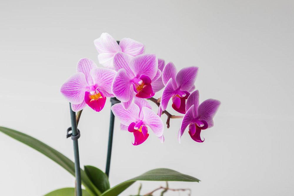 Surprise Moth Orchid Plant - Phalaenopsis - 2" Pot - Easy House Plant Surprise Moth Orchid Plant - Phalaenopsis - 2" Pot - Easy House Plant