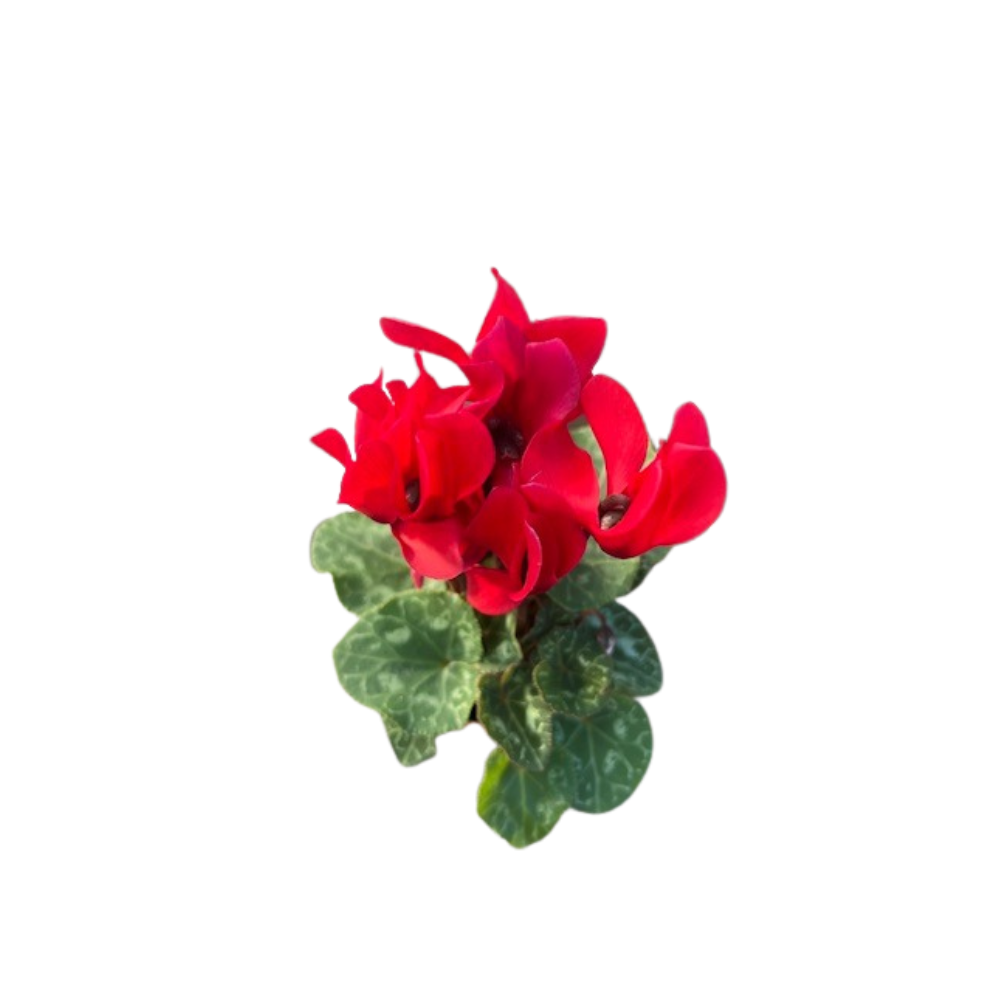 Red Persian Violet - Cyclamen - House Plant - 2.5" Pot