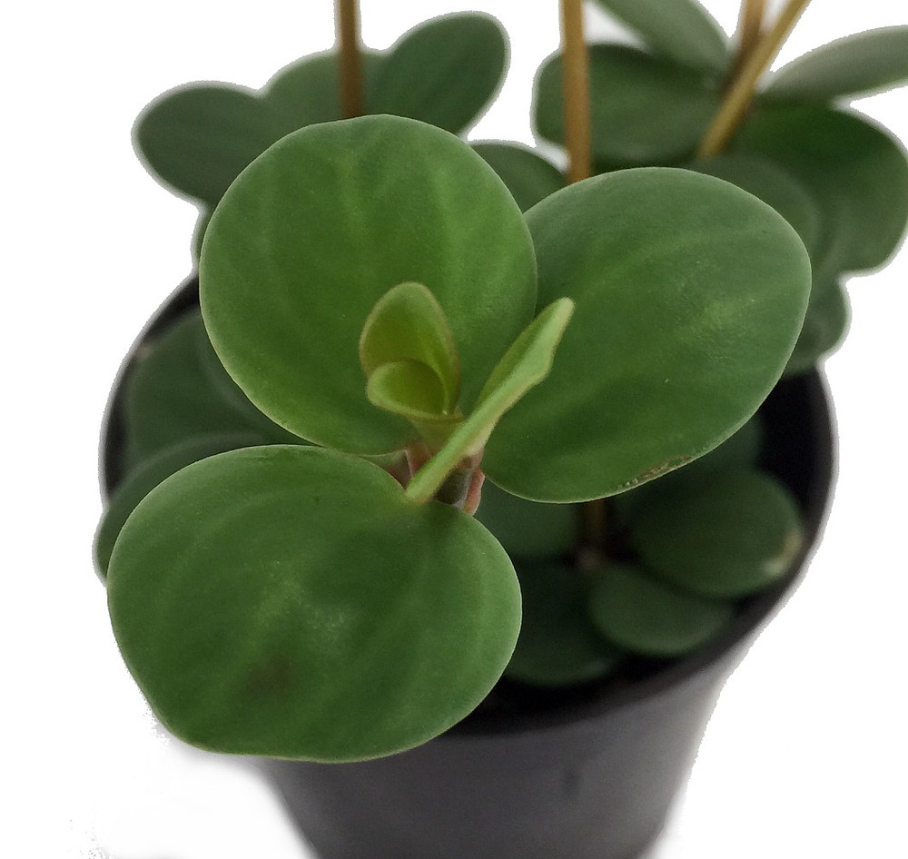 Hope Peperomia - Easy Houseplant - 2.5" Pot