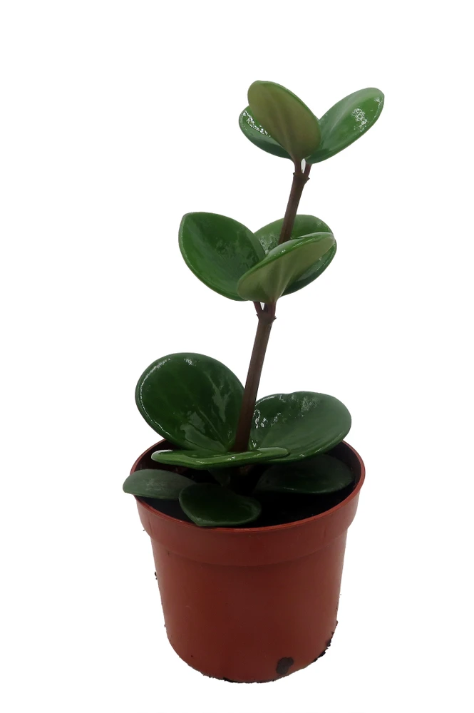 Hope Peperomia - Easy Houseplant - 2.5" Pot