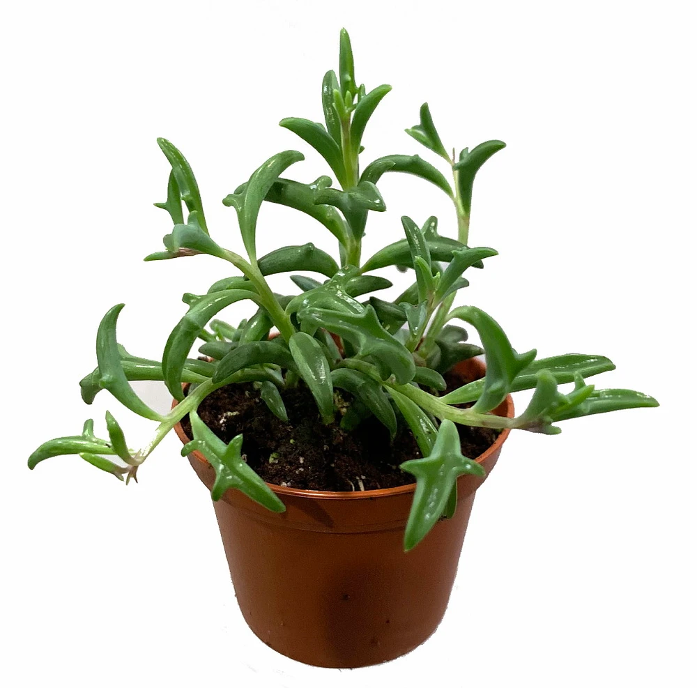 RARE - String of Dolphins Succulent - Senecio peregrinus -2.5" Pot