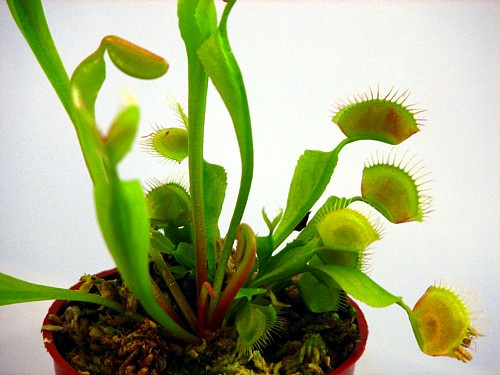 Hirt's Large Venus Fly Trap Plant - Dionaea - 3" Clay Pot for Better Growth