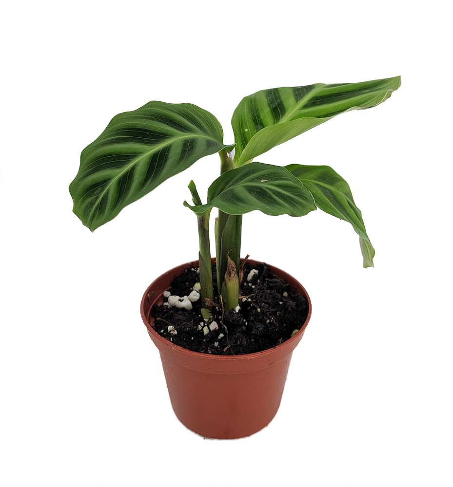 Freddie Peacock Plant - Calathea - Easy House Plant - 2.5" Pot