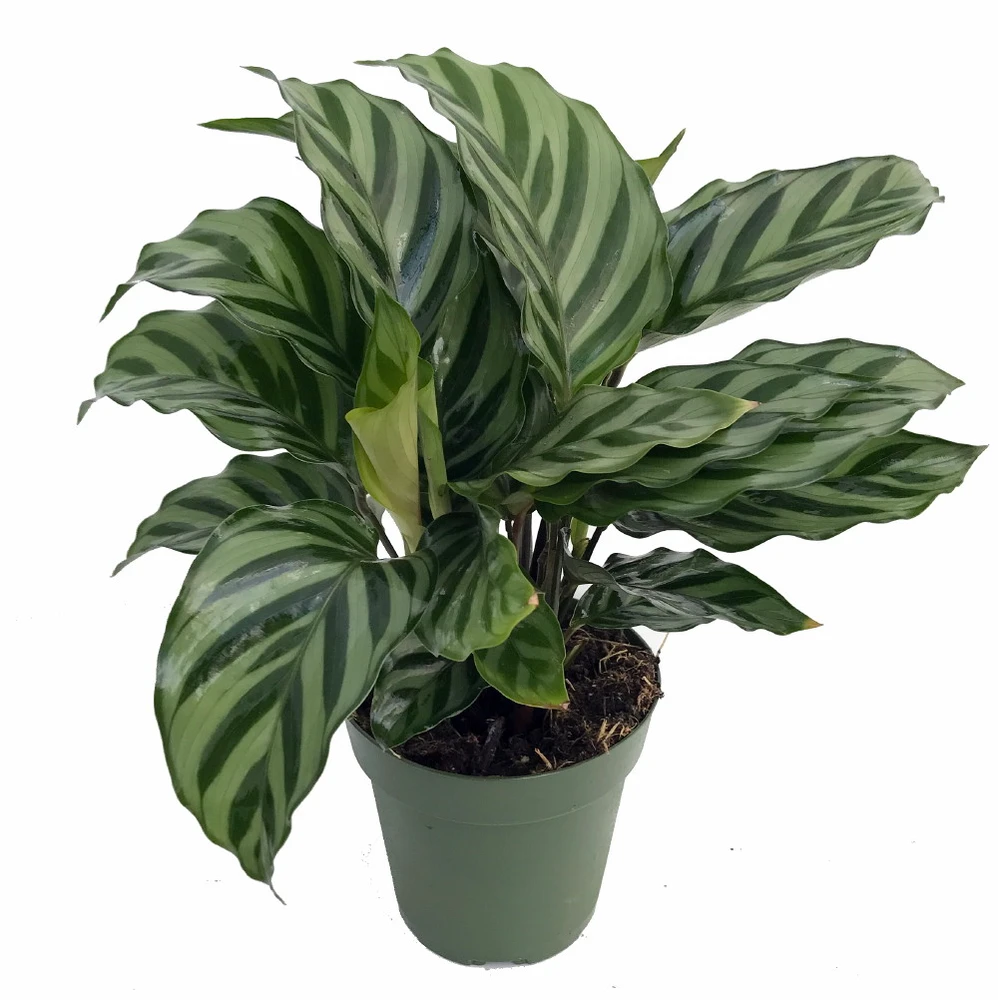 Freddie Peacock Plant - Calathea - Easy House Plant - 2.5" Pot