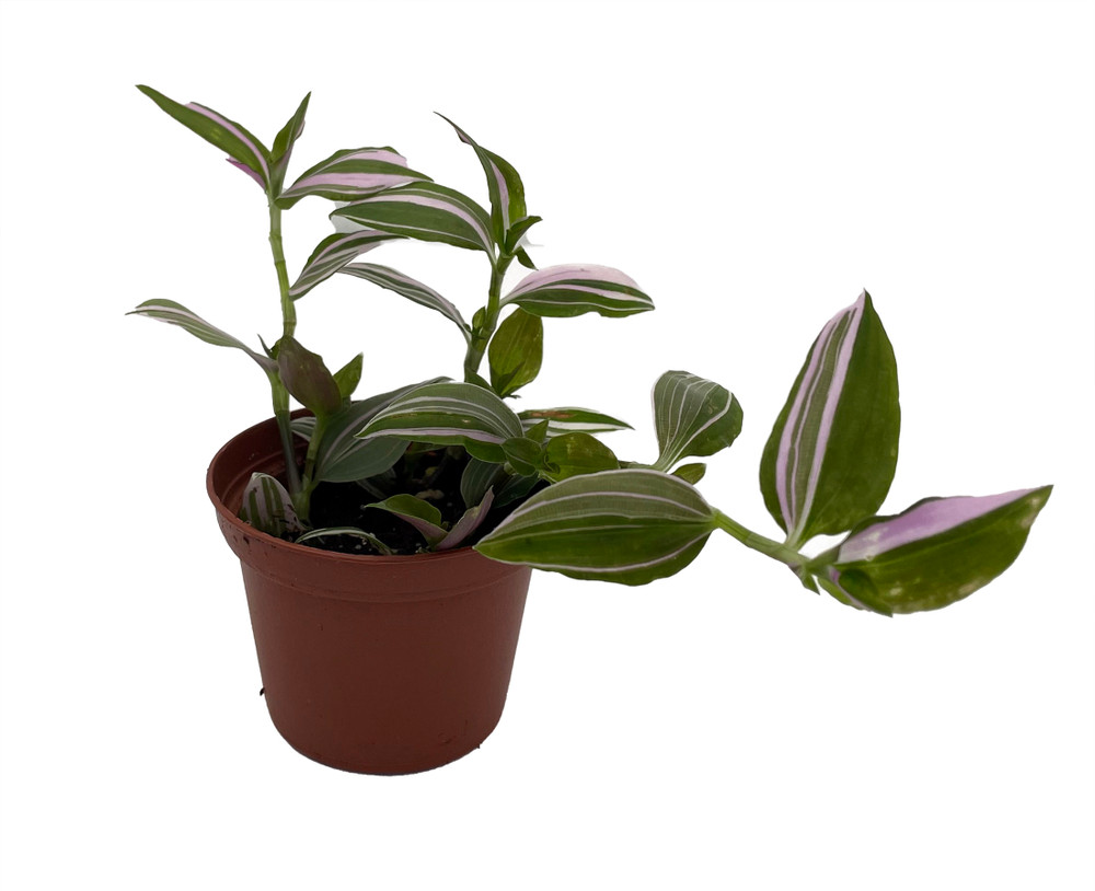 Lavender Tradescantia fluminensis - 2.5" Pot - Trailing House Plant