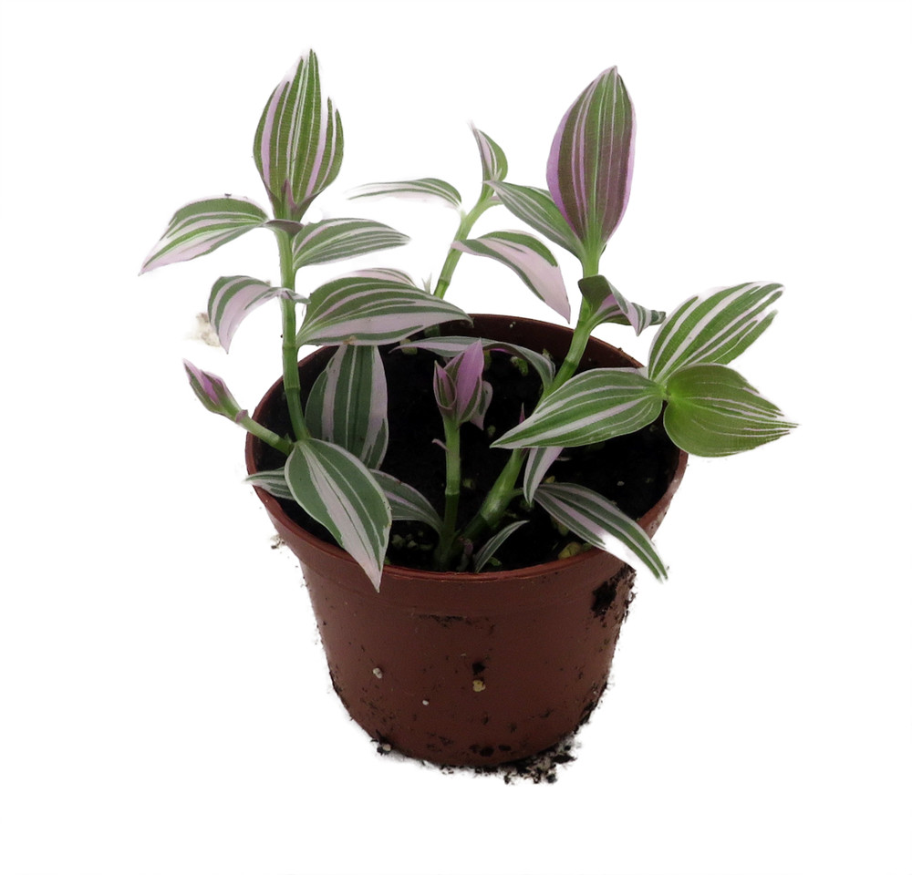 Lavender Tradescantia fluminensis - 2.5" Pot - Trailing House Plant