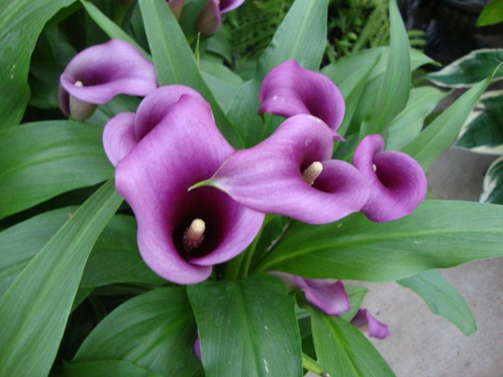 Paco Calla Lily Bulb 14/16cm - Deep Purple!
