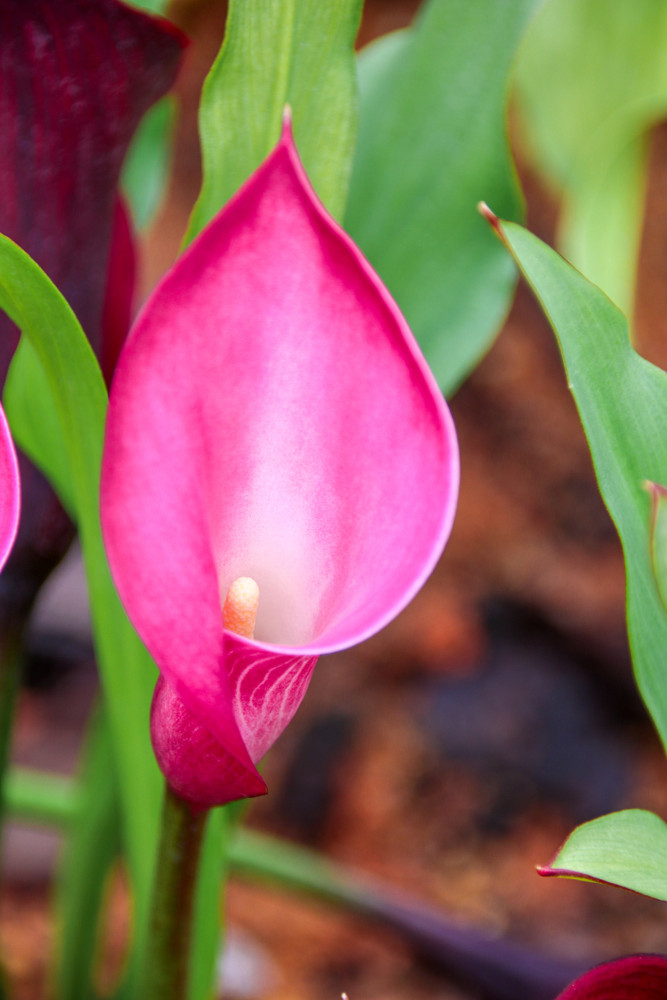 Sumatra Calla Lily Bulb 14/16cm  - Gorgeous Pink!