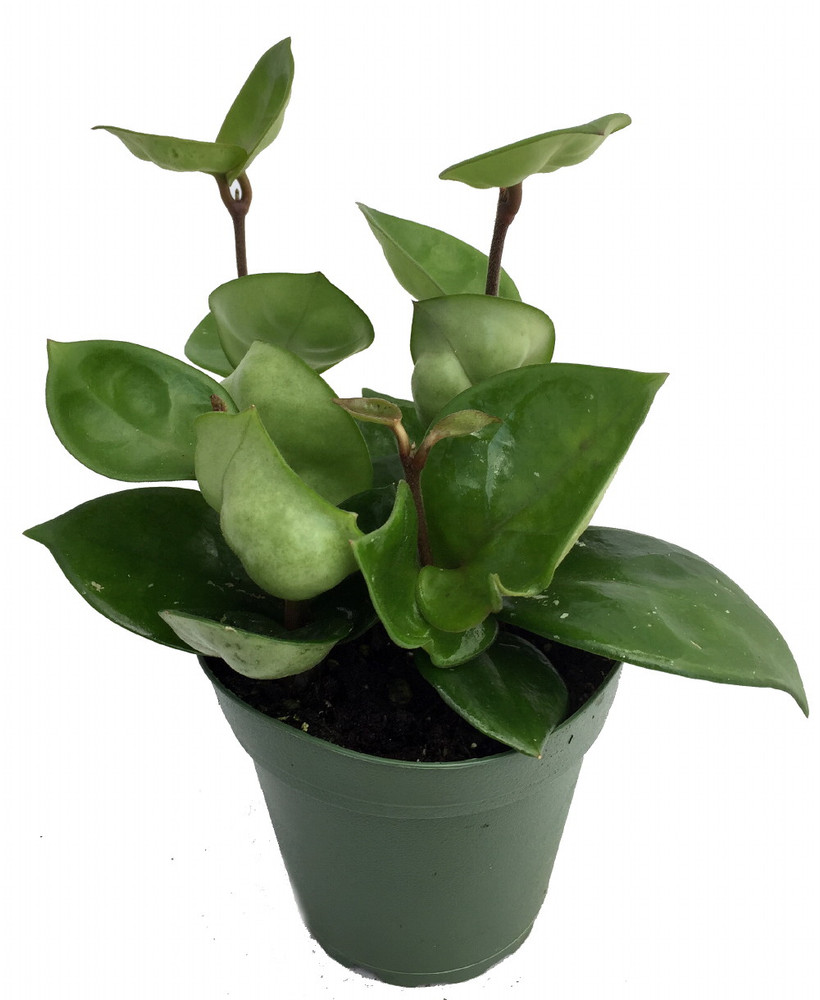 Chelsea Wax Plant - Hoya Carnosa - Great House Plant - 4" Pot