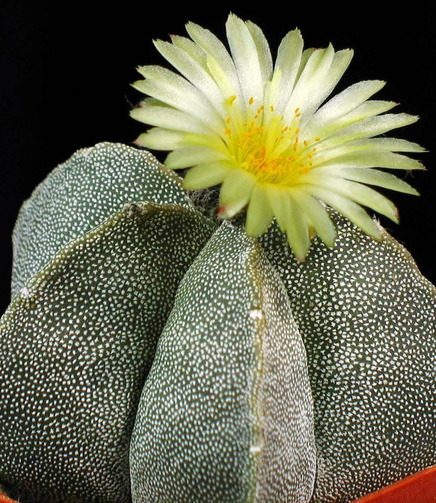 Bishop's Cap Cactus - Astrophytum myriostigma - 4" Pot