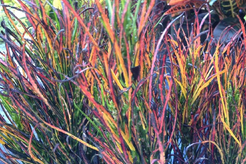 Picasso's Paintbrush Croton - 4" Pot - Colorful House Plant - Collector's Series