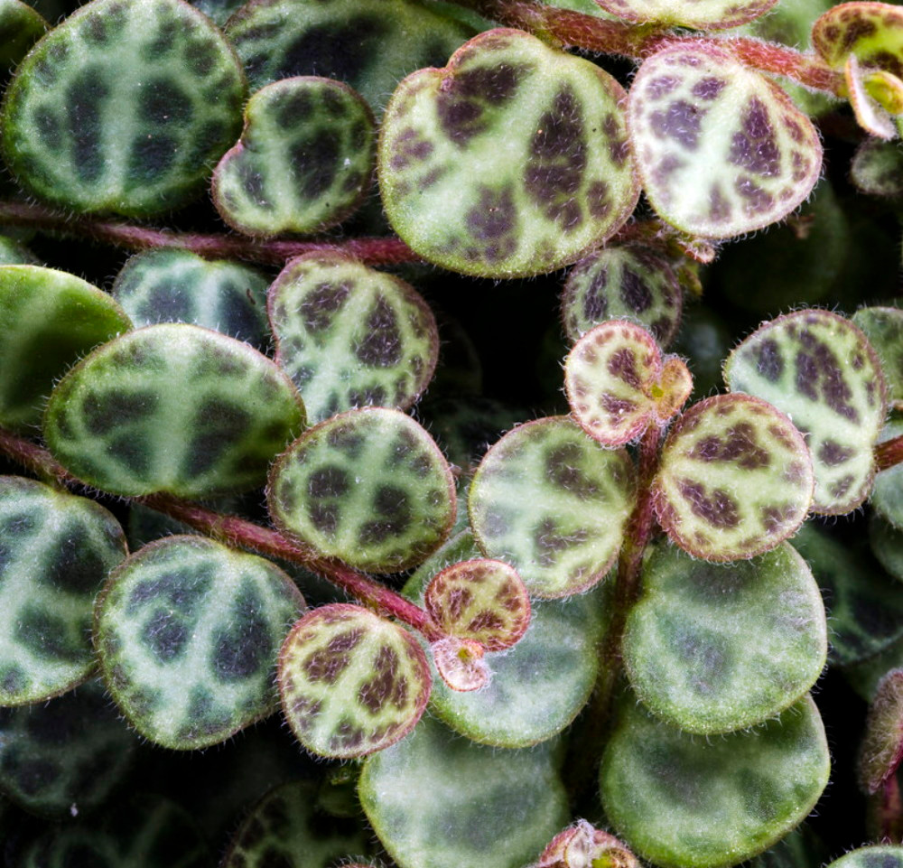 String of Hearts - Peperomia prostrata - 4" Mini Hanging Basket