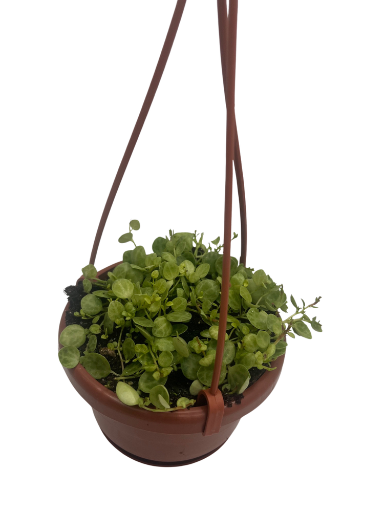 String of Hearts - Peperomia prostrata - 4" Mini Hanging Basket