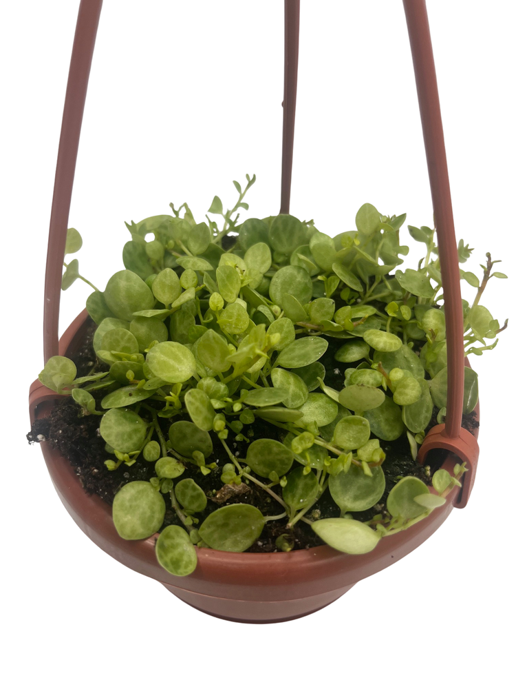 String of Hearts - Peperomia prostrata - 4" Mini Hanging Basket