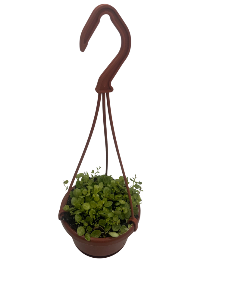 String of Hearts - Peperomia prostrata - 4" Mini Hanging Basket