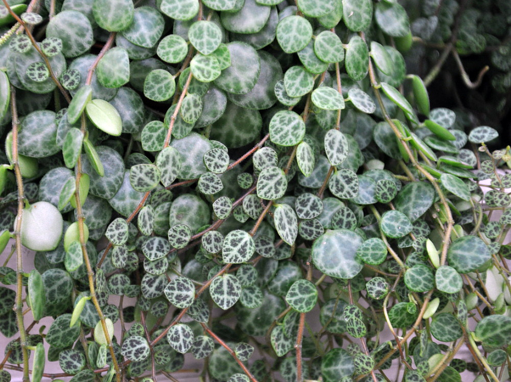 String of Hearts - Peperomia prostrata - 4" Mini Hanging Basket