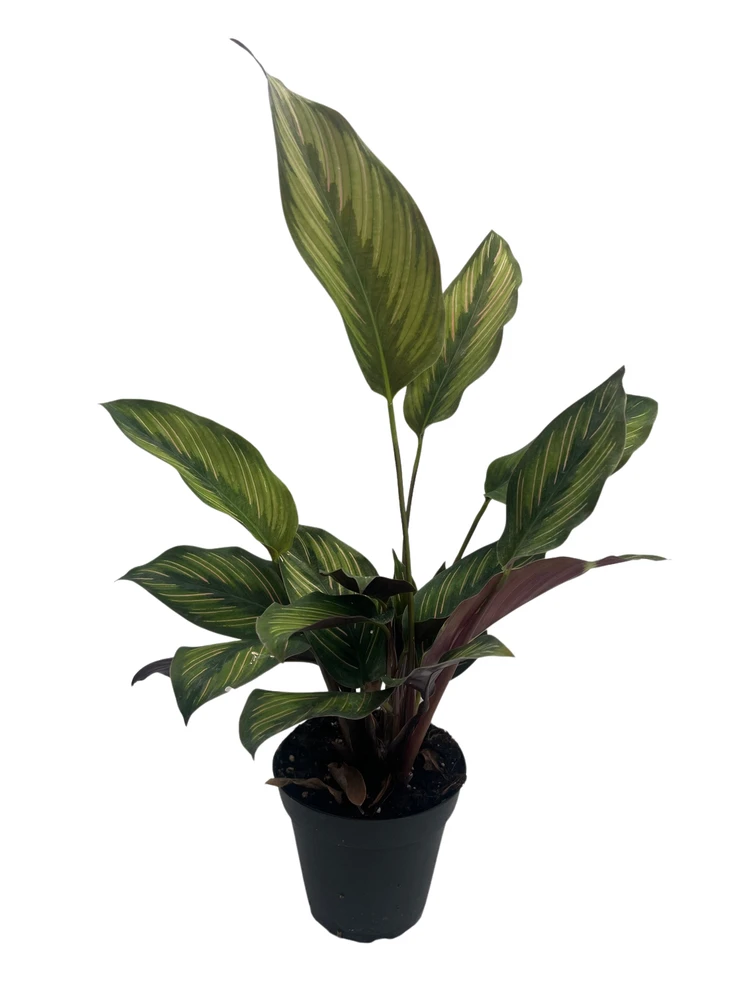 Beauty Star Peacock Plant - Calathea - Easy House Plant - 4" Pot
