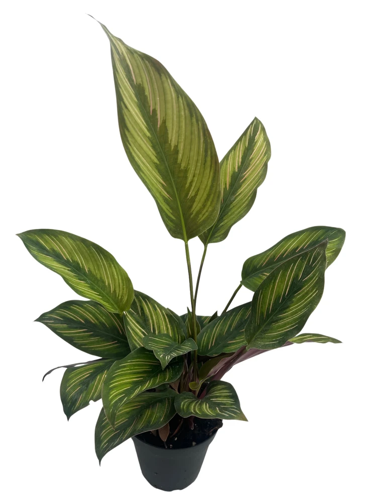Beauty Star Peacock Plant - Calathea - Easy House Plant - 4" Pot